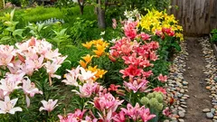 I gigli fioriranno rigogliosi per tutta l’estate se, al momento della messa a dimora, si rispettano queste importanti regole