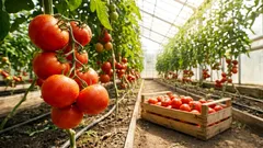 Gli scienziati hanno scoperto che le piante sotto stress urlano e gli insetti le sentono